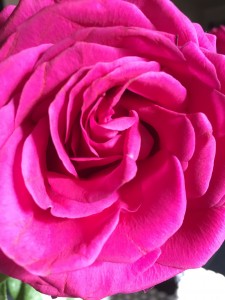 IMG_0190